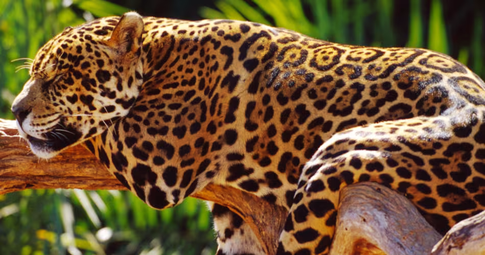 Jaguar dans la forêt Atlantique du Brésil 