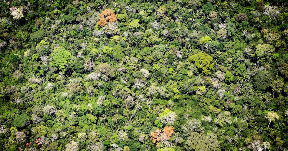 Vue aérienne de la forêt amazonienne