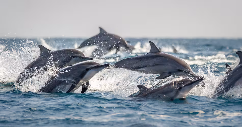 La création d'Aires Marines Protégées permet de préserver la biodiversité des mers et des océans.