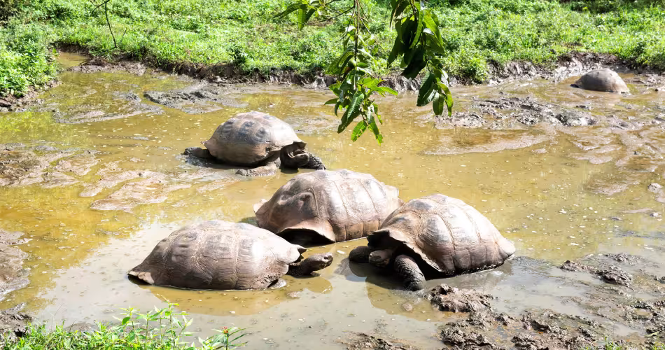 Les tortues sont convoitées par les braconniers pour leur viande et leurs carapaces.