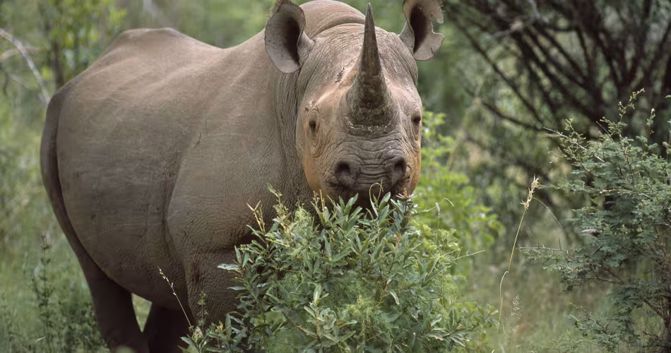 Rhinocéros noir (Diceros bicornis) dans le Parc National Marakele, Afrique du Sud