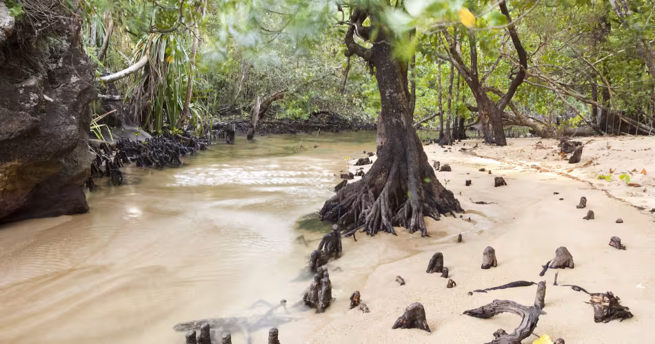 Mangroves dans l'embouchure de la rivière Tampolo, parc national de Masoala (Madagascar)