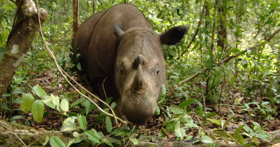 Rhinocéros de Sumatra femelle en forêt de Way Kambas