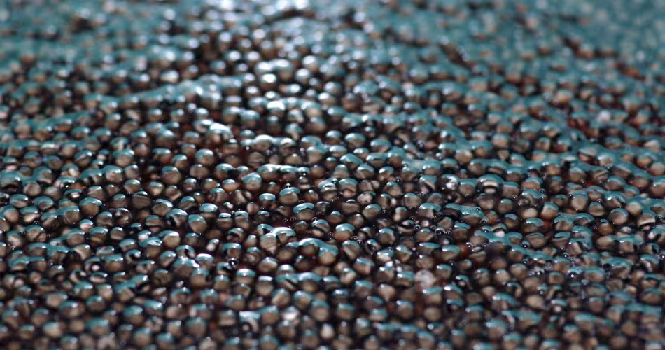 Le WWF et TRAFFIC ont apporté leur soutien à la mise en place d’un système d’étiquetage indiquant l’origine et la provenance du caviar.