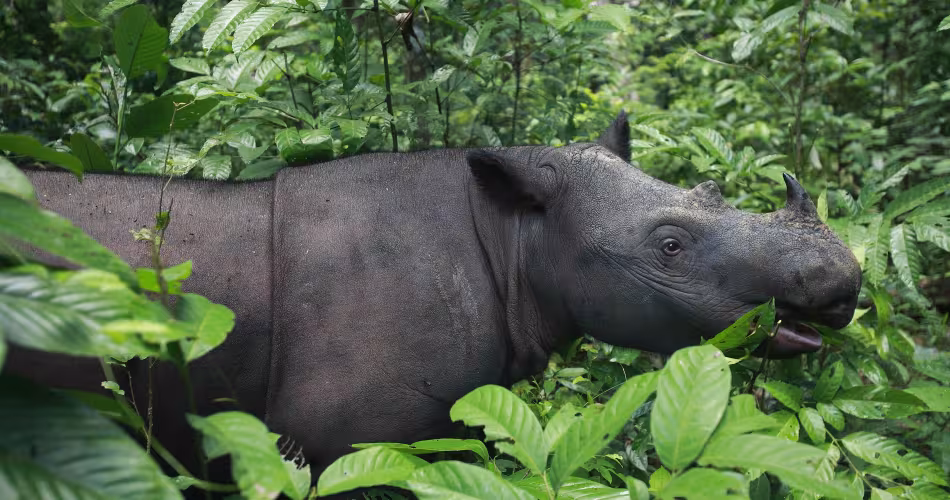 Rhinocéros de Sumatra (Dicerorhinus sumatrensis)