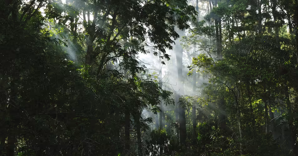Forêt malgache, Parc amazonien de Guyane