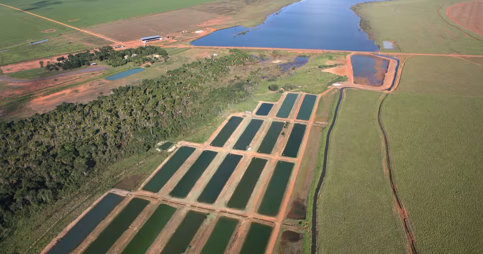 La culture de soja est l’un des premiers moteurs de déforestation.