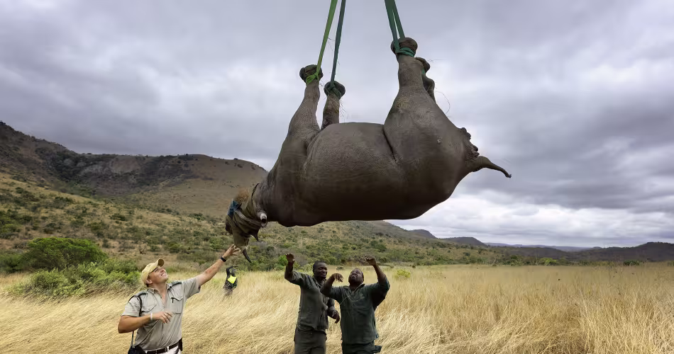 Transport aérien de rhinocéros noir entre réserves en Afrique du Sud