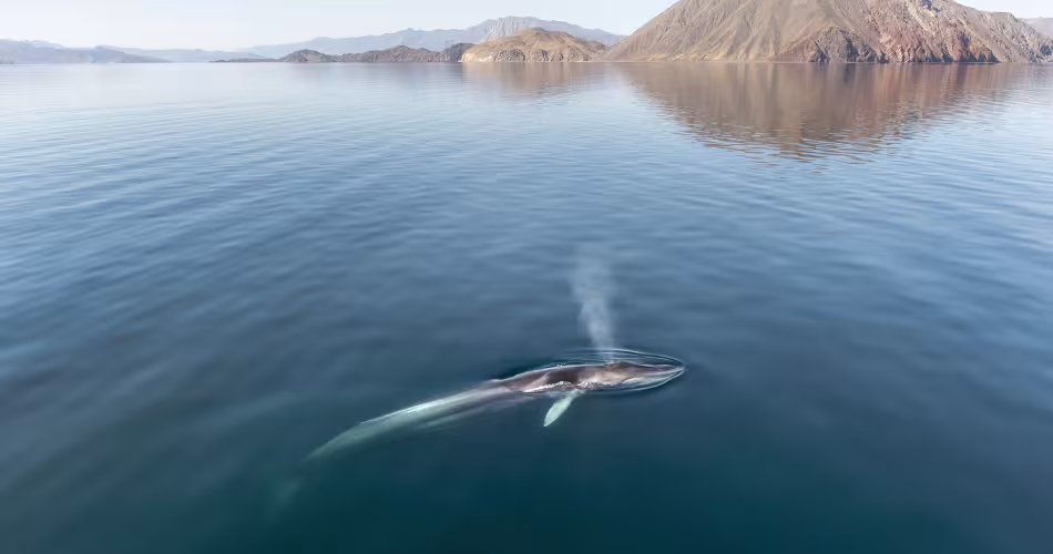  Grand migrateur, le rorqual vient s'accoupler et mettre bas en automne et hiver dans les eaux tempérées du Sud.
