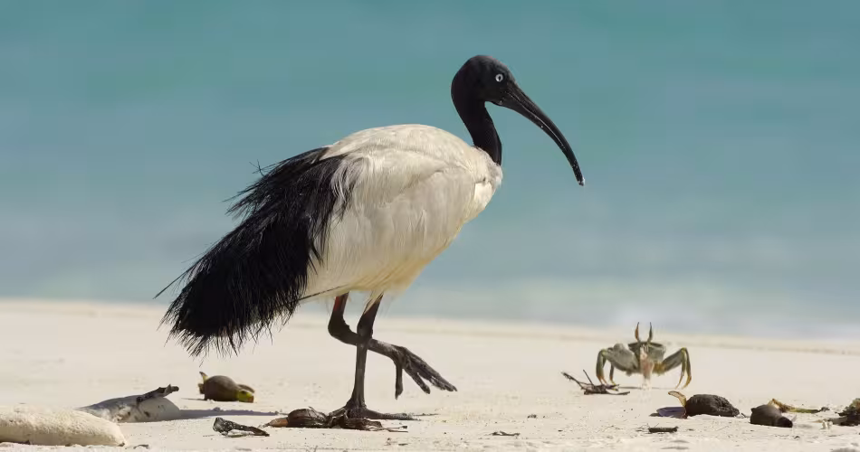 Ibis de Madagascar (Threskiornis bernieri)