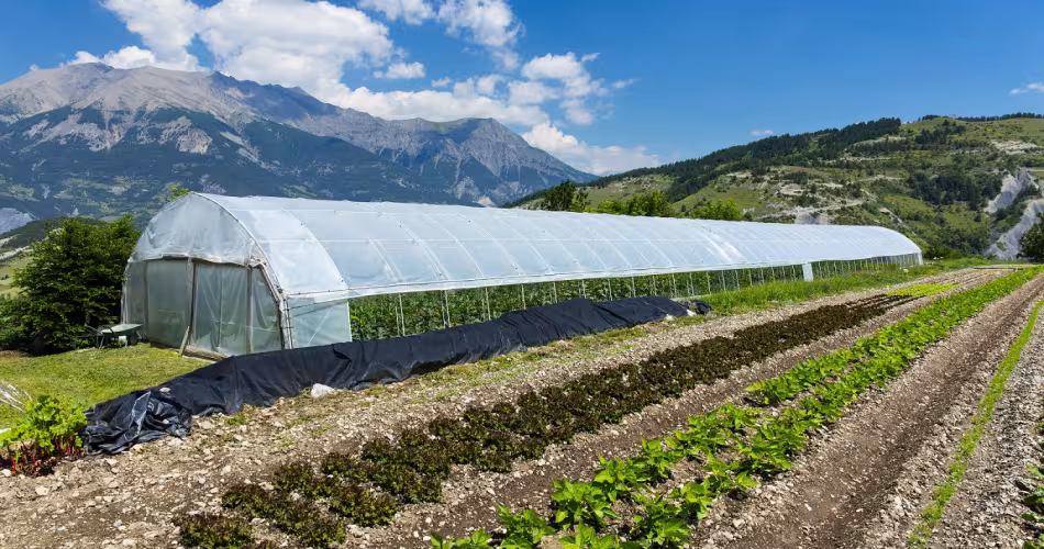 Ferme biologique La Bergerie du Loup dans les Alpes Haute Provence (France) 