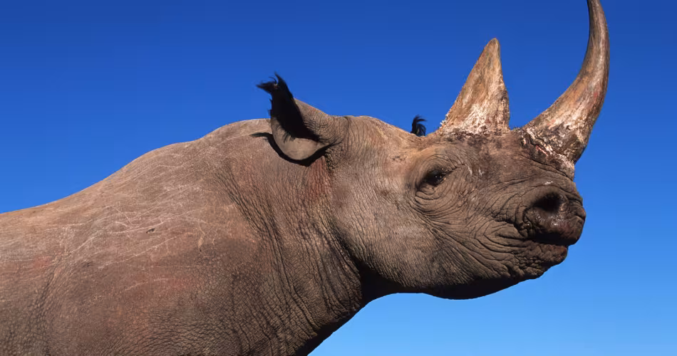Rhinocéros noir (Diceros bicornis)