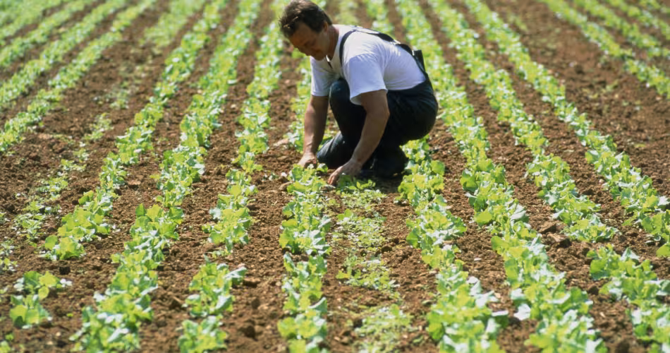 Agriculteur au milieu des ses laitues biologiques