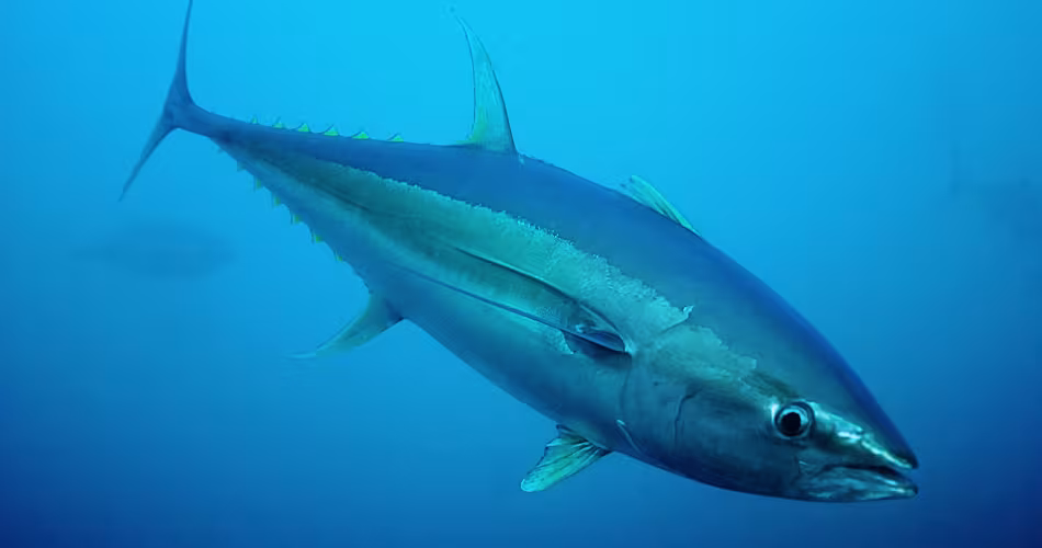 Thon albacore dans l'océan Indien