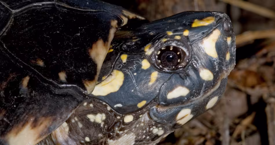 Tortue Géoclémyde de Hamilton (Geoclemys hamiltonii)