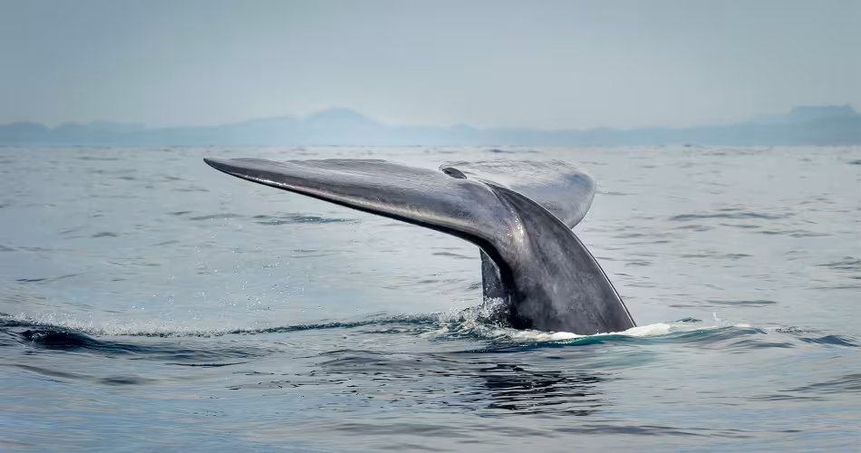 Pendant près d'un siècle la Baleine bleue (Balaenoptera musculus) a été chassée par les hommes pour son huile.