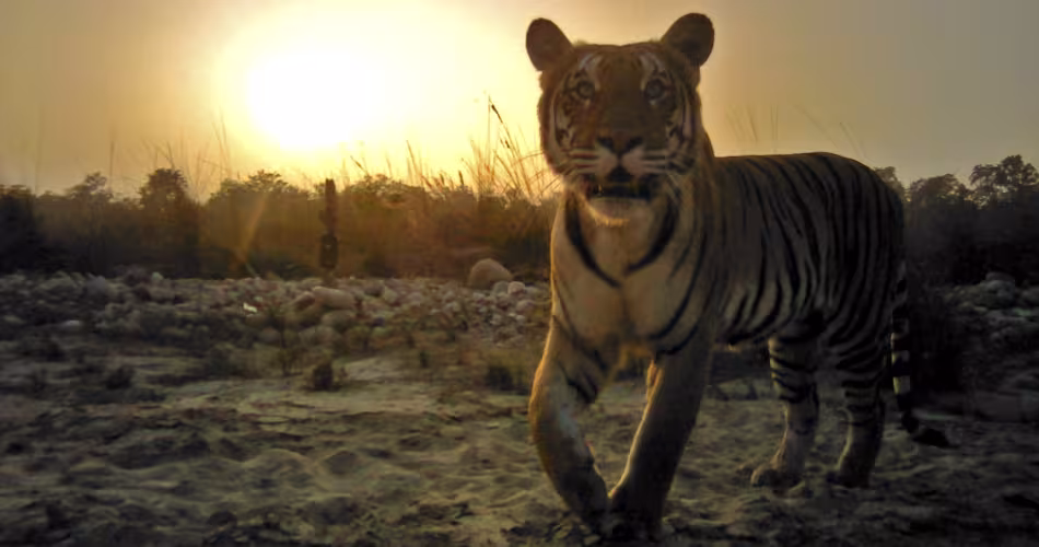 Le recensement couvre cinq aires protégées avec une estimation de 21 tigres dans le Parc National de Banke.