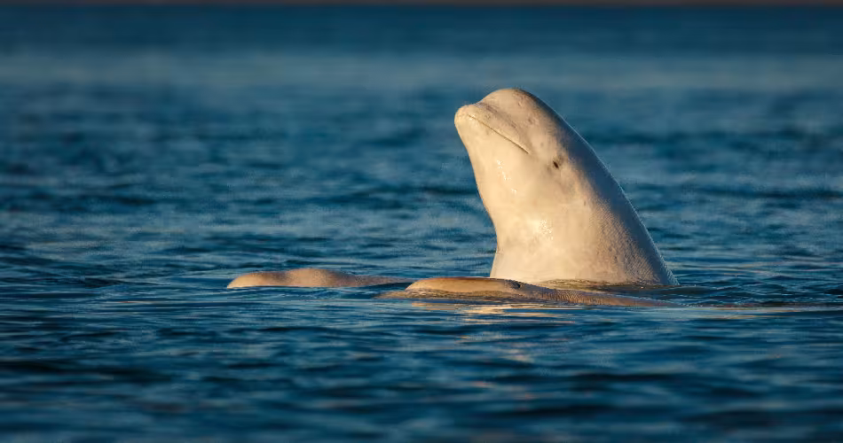 Beluga face au couché de soleil