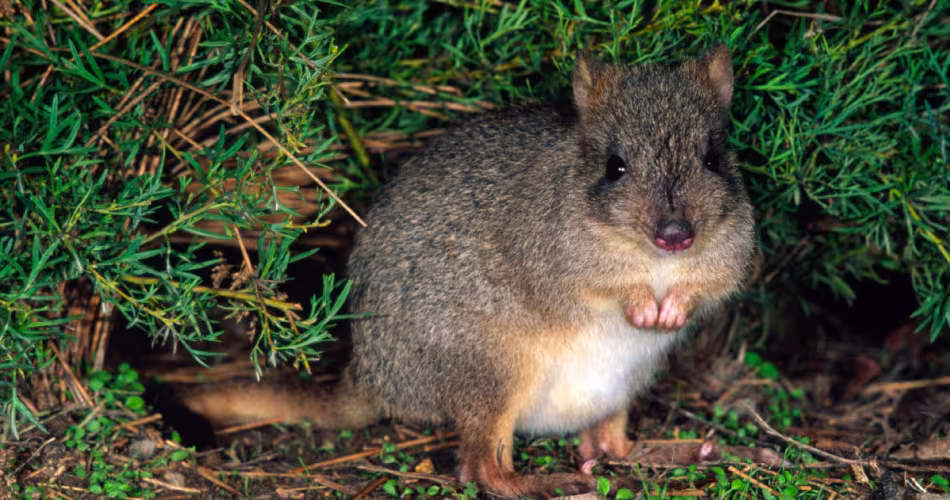 Bettong-Australie