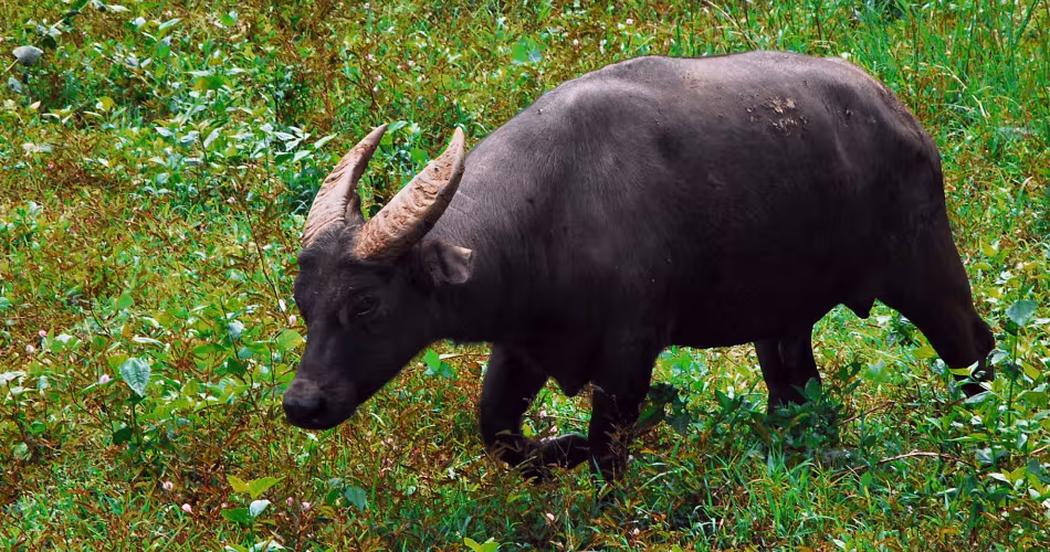 On reconnait le buffle Tamarau (Bubalus mindorensis) à ses cornes très spécifiques en forme de V et à son pelage ébène.