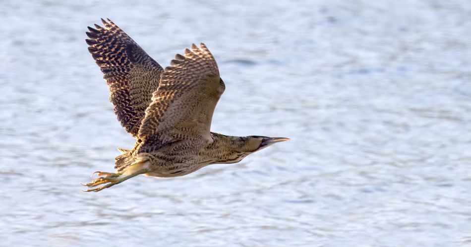 Butor étoilé (Botaurus stellaris) en vol au dessus d'un marais