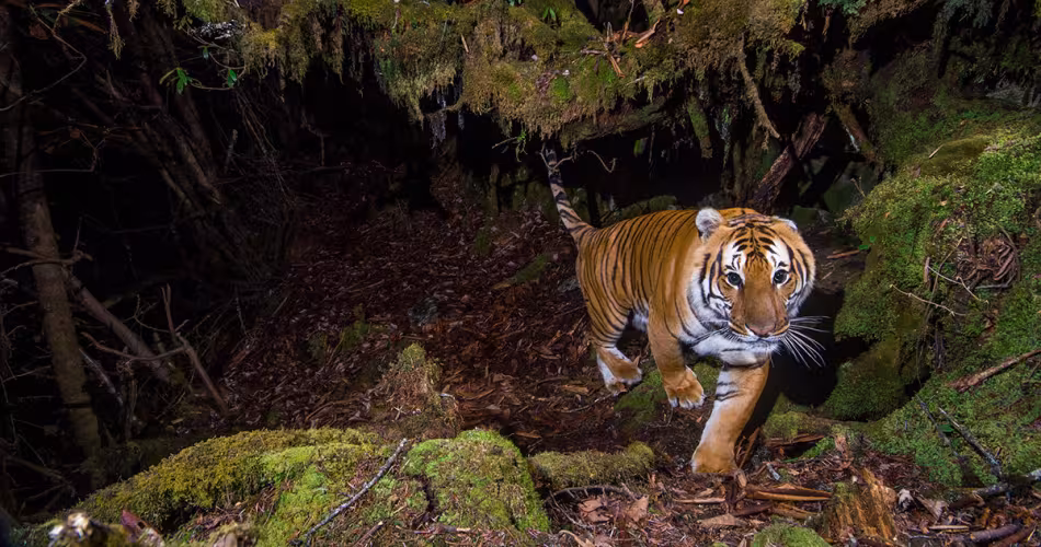 Tigre du Bhoutan photographié grâce à un camera trap