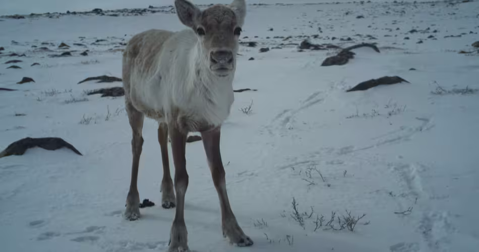 bébé caribou