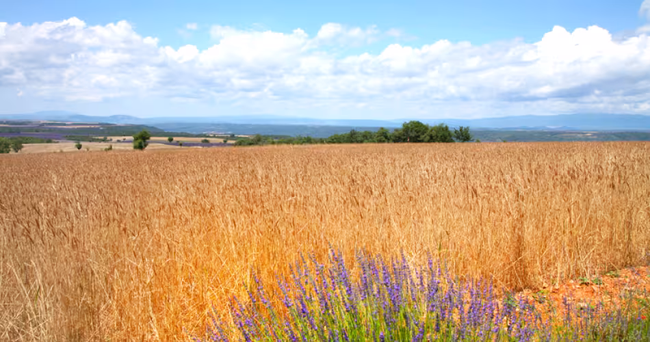Champ de blé avec de la lavende.