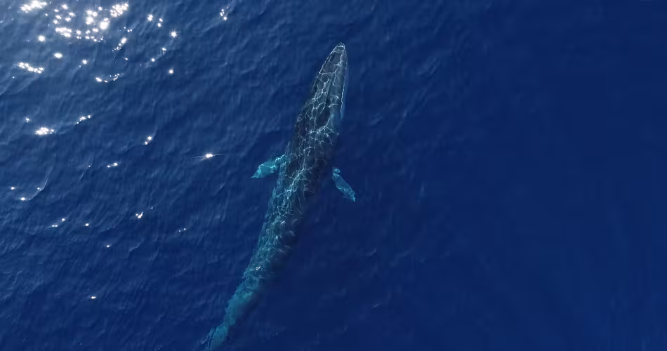 Vue aérienne d'un rorqual (Balaenoptera physalus) commun dans le Sanctuaire Pelagos, Méditerranée.