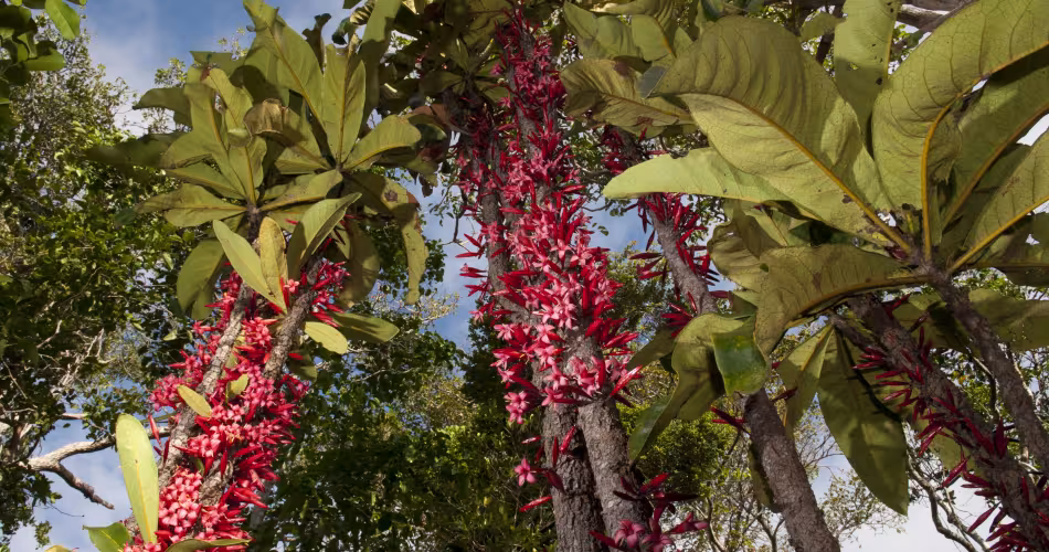 Arbre d'une espèce très rare (Ixora margaretae) de la forêt sclérophylle de Nouvelle-Calédonie.