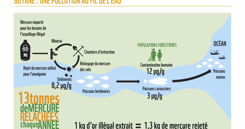 infographie Orpaillage