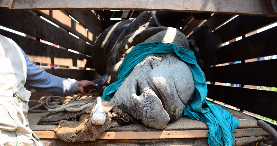 Rhinocéros endormi, transporté en camion entre Chitwan et Shuklaphanta 