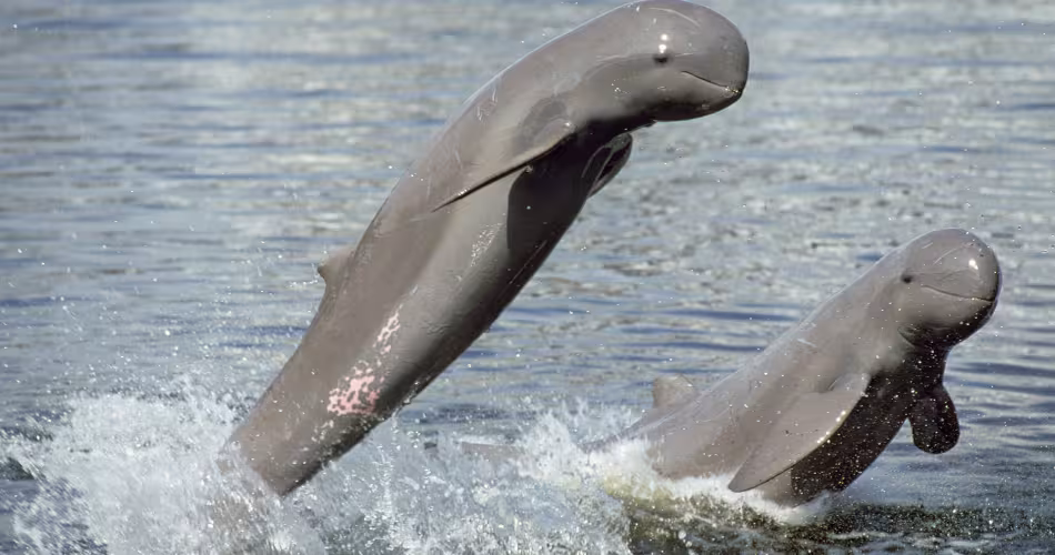 À l'heure actuelle, la population de dauphins de l'Irrawaddy (Orcaella brevirostris) est inférieure à 100 spécimens. 