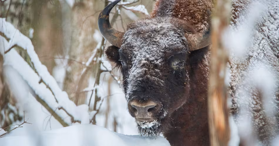 Bison d'Europe (Bison bonasus) dans réserve Kaluga Zaseki
