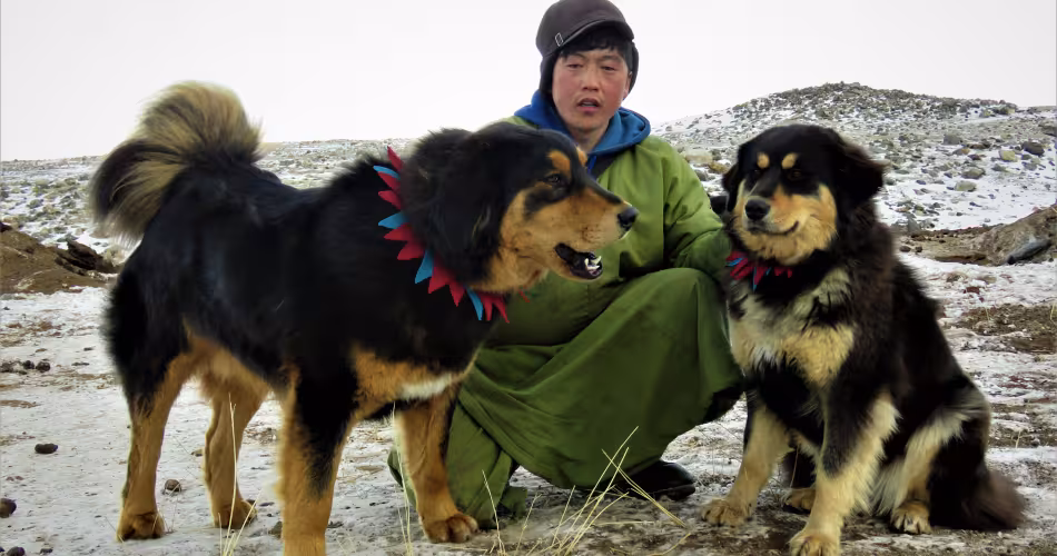 Grâce aux chiens Bankhar, la prédation a très largement diminué en Mongolie.