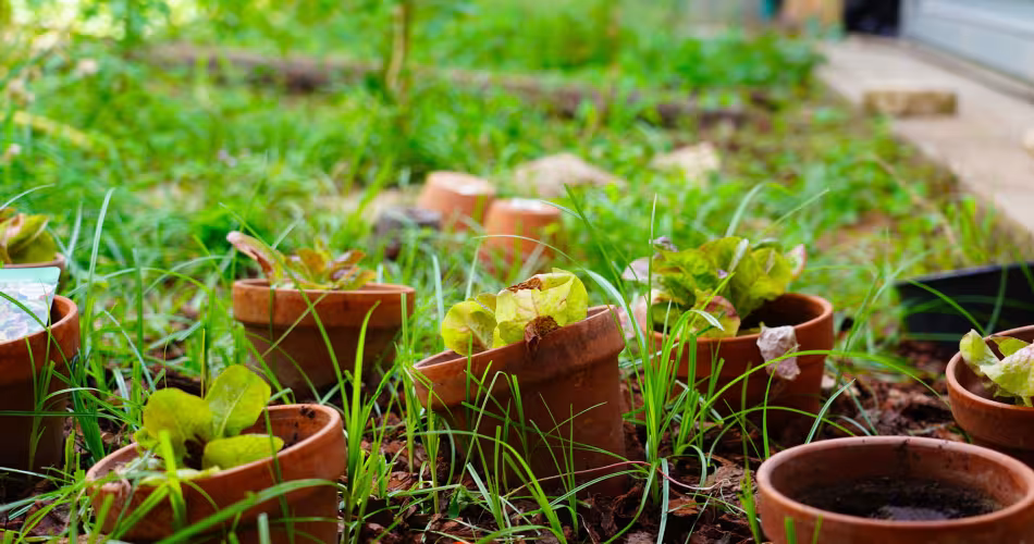 ecole jardiniere - un potager en gros plan