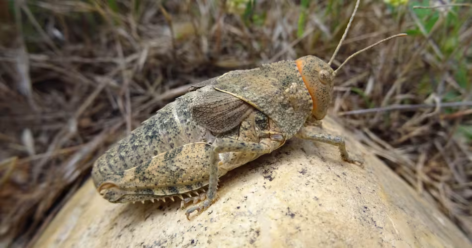 Priontropis rhodanica