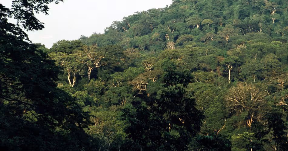 Forêt-bassin-Congo