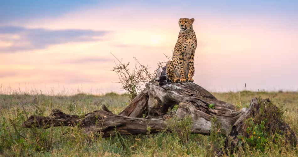 Guépard sur un tronc d'arbre