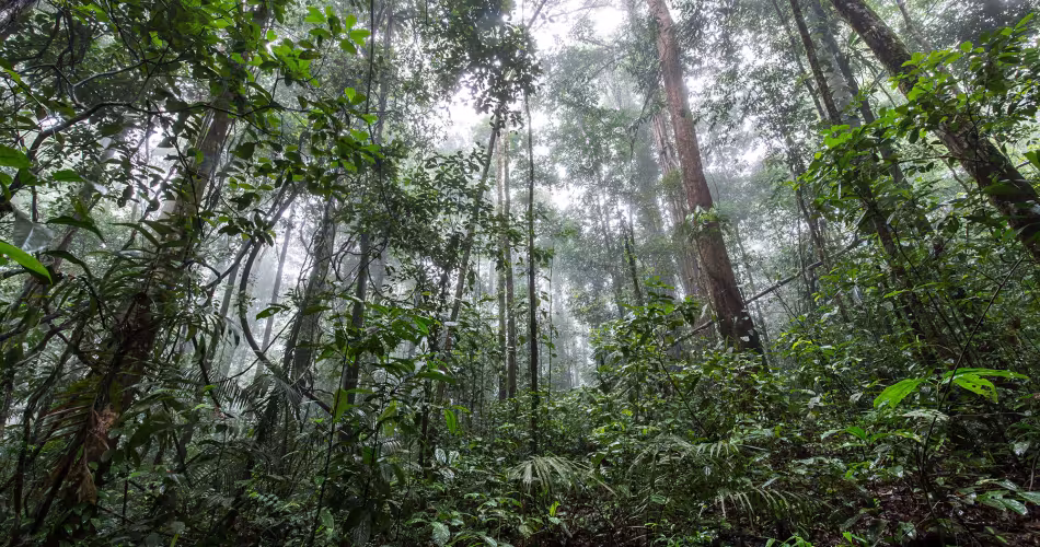 Au coeur de la forêt amazonienne