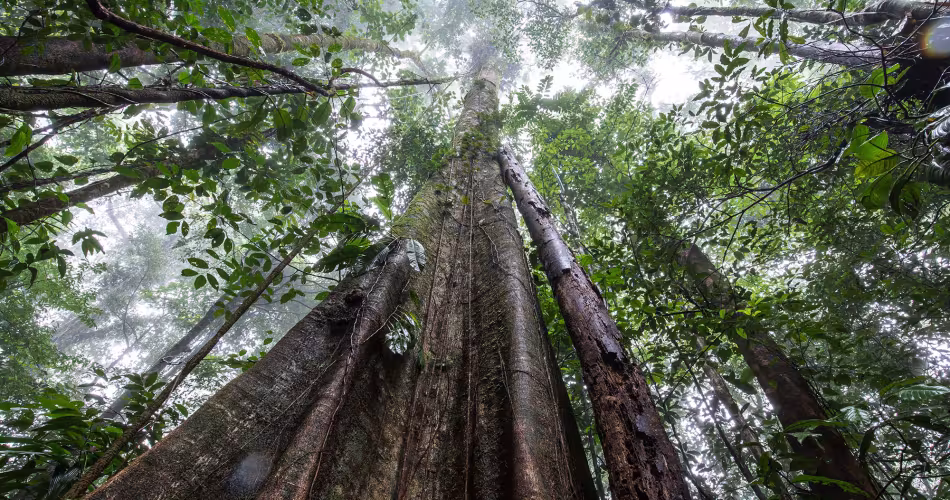 La forêt guyanaise, puits de carbone et de biodiversité pour la planète.
