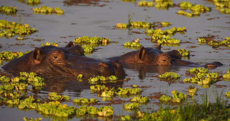 Hippopotame-Zambie-WWF