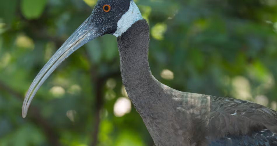 Ibis de Davison