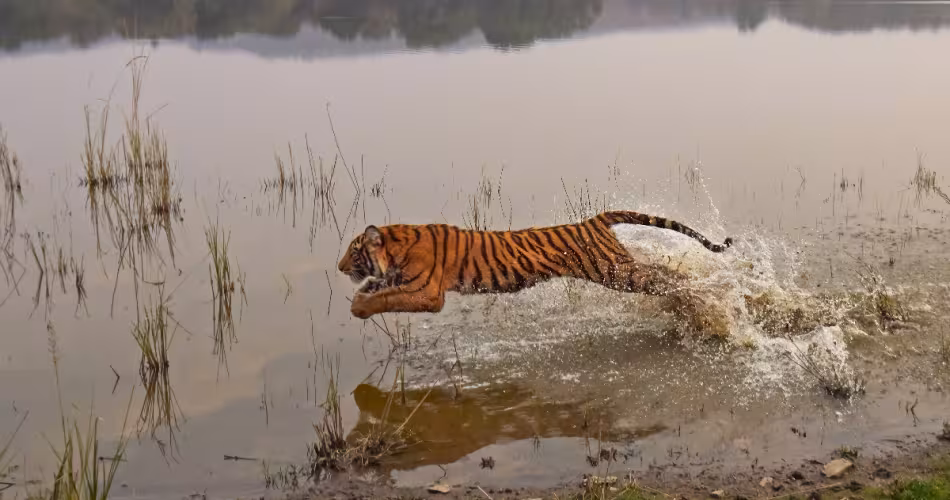 Jeune-Tigre-du-Bengal