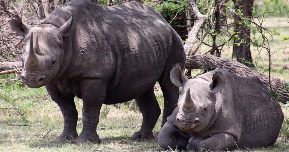 C'est un cercle vicieux, plus les rhinocéros sont rares, plus la valeur de leurs cornes augmente. Elles seraient désormais vendues plus chères que l'or ! 