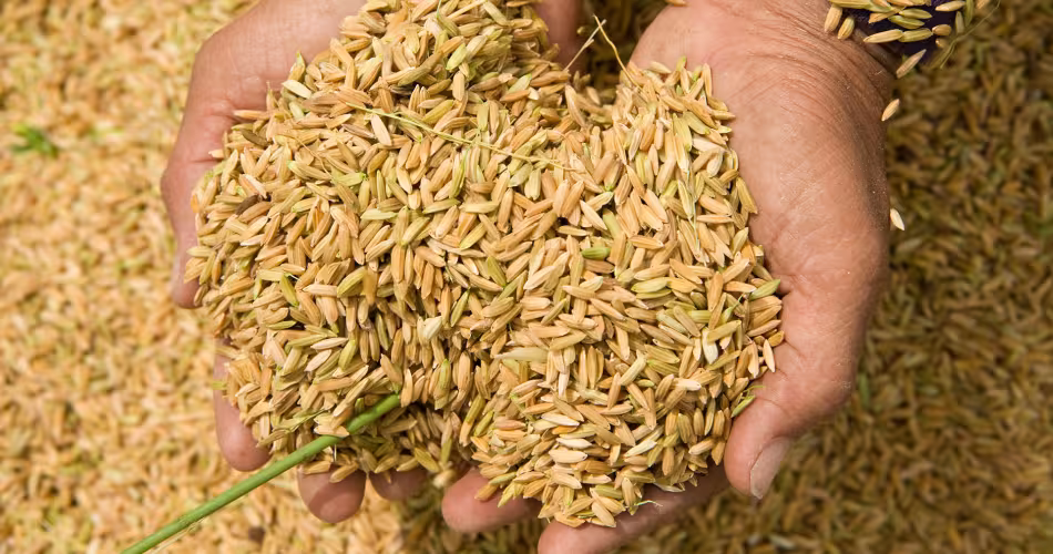 Riz fraîchement battu, prêt à être mis en sac et amené dans une zone de broyage pour en retirer les balles, Camarines Sur, Bicol, Philippines.