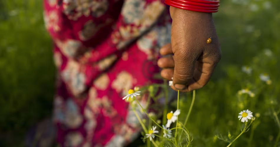 Sirjana Tharu dans son champs de camomille au Népal.
