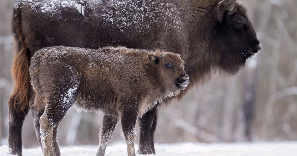 Bison d'Europe (Bison bonasus) dans la réserve Kaluga Zaseki
