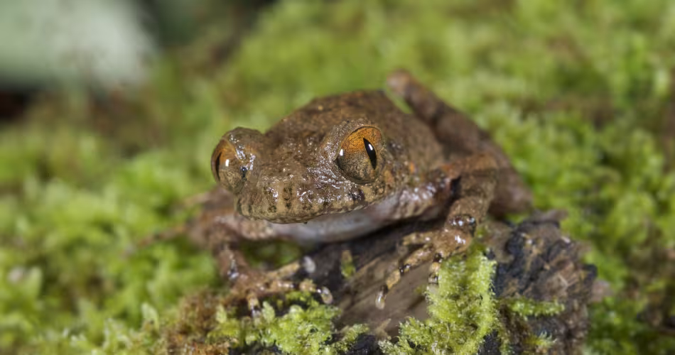 Leptolalax isos, nouvelle espèce découverte