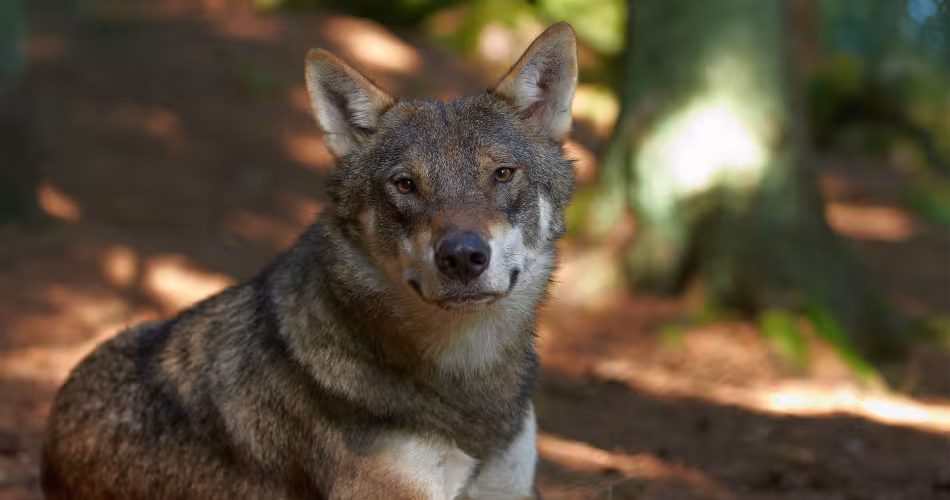 Un loup (Canis lupus) est assis par terre au milieu d'une forêt.